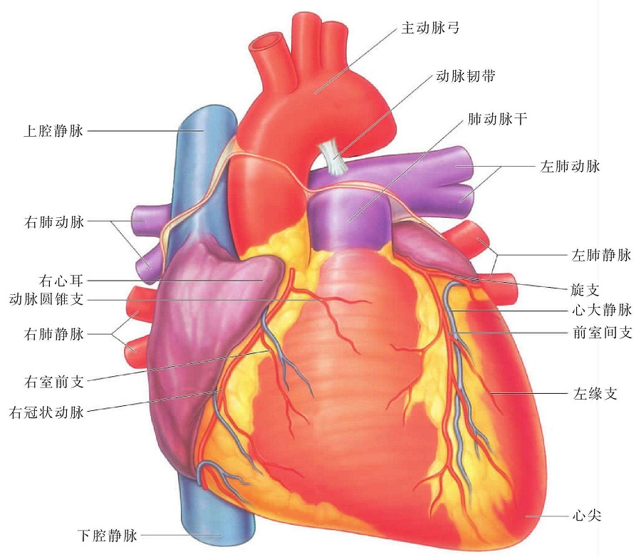 仪器上血氧度是什么标识_血氧仪上面两个数值_血氧仪器上的两个指数