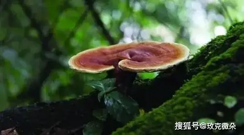 怎么提到tp钱包-TP 钱包：数字生活的救星，安全又便捷，转账如魔法