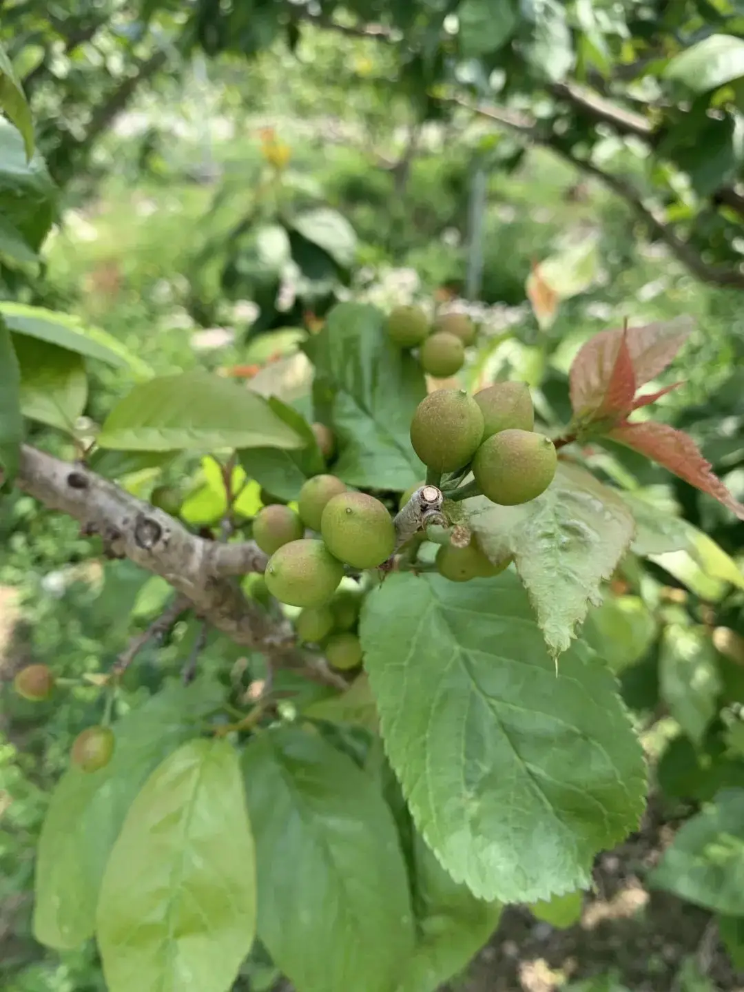 苹果怎么连拍_连拍苹果怎么设置_连拍苹果怎么关