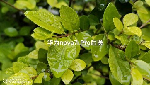 nova7华为上市_华为nove7上市_华为nova7什么时候上市的?